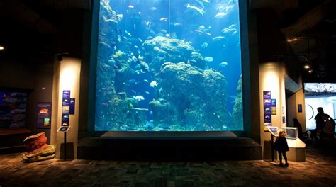 Aquarium charleston - Find all the answers to our most frequently asked questions about the South Carolina Aquarium, located in historic downtown Charleston, SC. Plan Your Visit Tickets & Hours